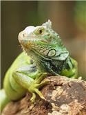 Veranstaltungsbild Rund um REPTILIEN