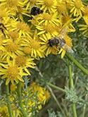 Veranstaltungsbild Die bunte WELT der WILDBIENEN